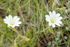 Cerastium arabidis