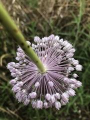 Allium ampeloprasum
