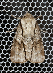 Turnerinycta phaeocosma