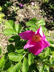 Rosa rugosa