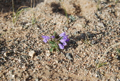 Dracocephalum foetidum