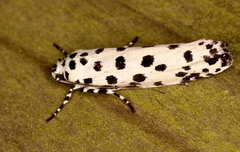 Ethmia clytodoxa