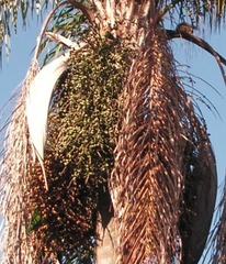 Syagrus romanzoffiana