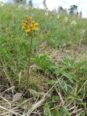 Crepis praemorsa