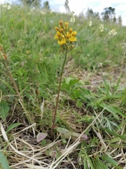 Crepis praemorsa