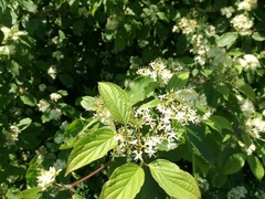 Cornus sanguinea
