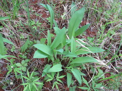 Allium microdictyon