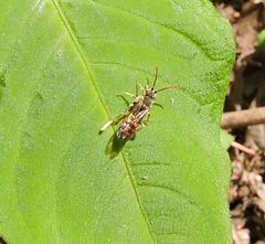 Nomada luteoloides