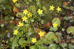 Ornduffia reniformis