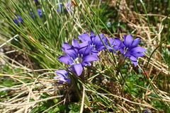 Gentiana pyrenaica
