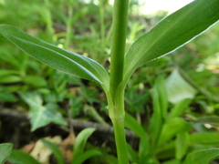 Dianthus barbatus