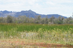 Ornduffia reniformis