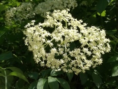 Sambucus nigra