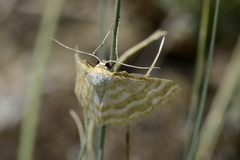 Idaea sericeata