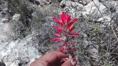 Castilleja lanata