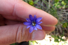 Gentiana pyrenaica
