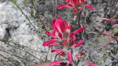 Castilleja lanata