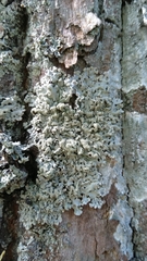 Hypogymnia farinacea