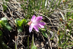 Primula integrifolia