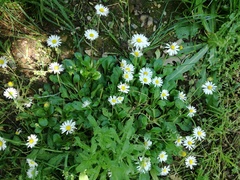 Bellis perennis