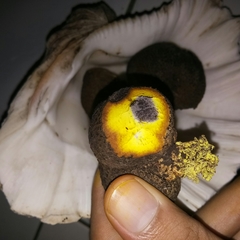 Scleroderma