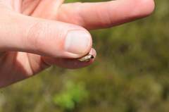 Ectobius lapponicus