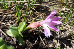Primula integrifolia