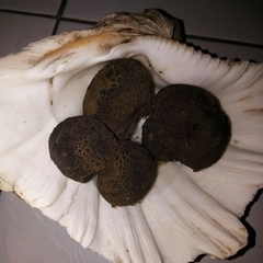 Scleroderma