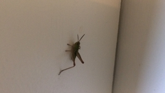 Pseudochorthippus parallelus