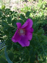 Rosa rugosa