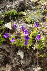 Pinguicula grandiflora