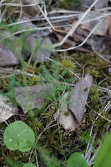 Ostericum tenuifolium
