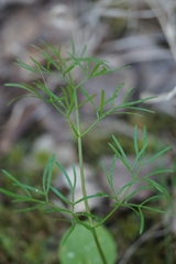 Ostericum tenuifolium