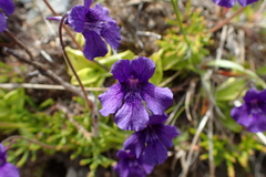 Pinguicula grandiflora