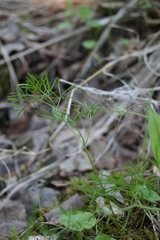 Ostericum tenuifolium