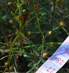 Drosera planchonii