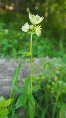 Astrantia