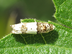 Epinotia thapsiana