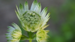 Astrantia