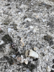 Lasius niger