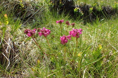 Pedicularis pyrenaica