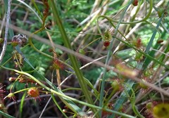 Drosera planchonii