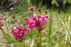 Pedicularis pyrenaica