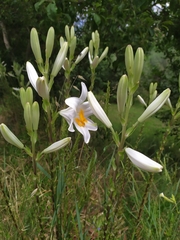Lilium candidum