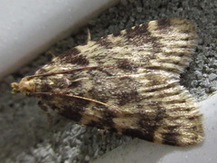 Aglossa dimidiatus