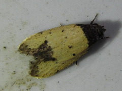 Tyrolimnas anthraconesa