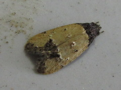 Tyrolimnas anthraconesa