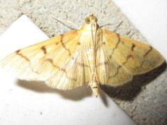 Patania chlorophanta