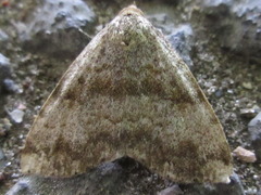 Scedopla diffusa