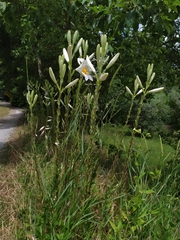 Lilium candidum